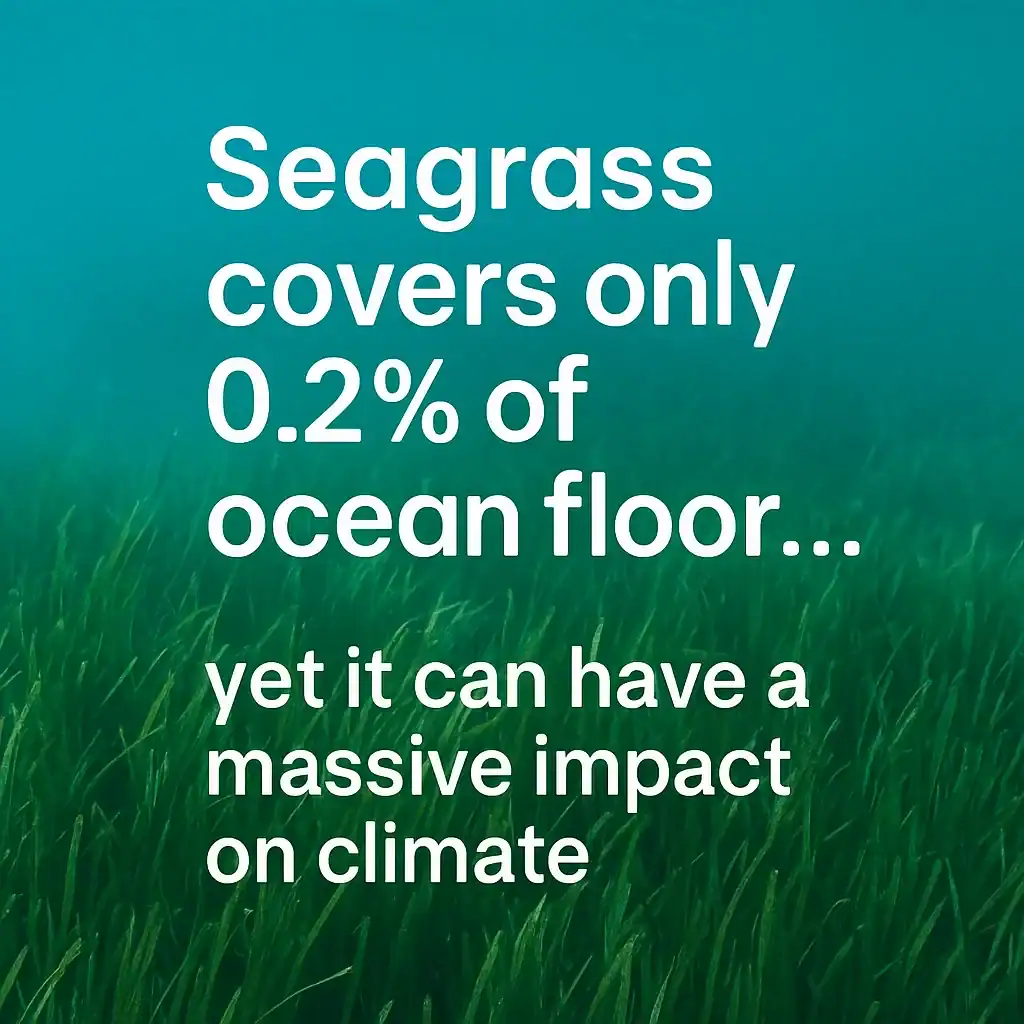 Seagrass covers only 0.2% of ocean floor, yet it can have a massive impact on climate
